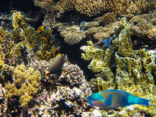 Colorful inhabitants of the coral reef of the Red Sea. Undersea world. Sea fish.