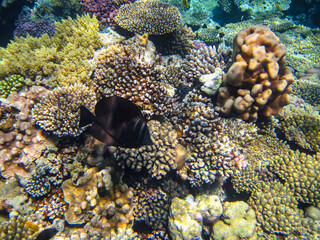 Colorful inhabitants of the coral reef of the Red Sea. Undersea world. Sea fish.