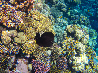 Colorful inhabitants of the coral reef of the Red Sea. Undersea world. Sea fish.