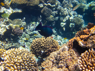 Colorful inhabitants of the coral reef of the Red Sea. Undersea world. Sea fish.