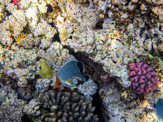 Colorful inhabitants of the coral reef of the Red Sea. Undersea world. Sea fish.