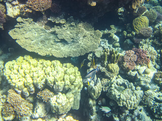 Colorful inhabitants of the coral reef of the Red Sea. Undersea world. Sea fish.