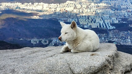 white dog stands on the top of the bukhansan mountain in Korea. Trekking with a pet. homeless wild...
