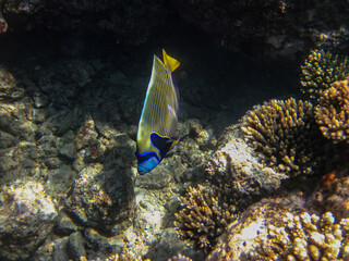 Colorful inhabitants of the coral reef of the Red Sea. Undersea world. Sea fish.