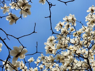 Yulan magnolia flowers are in bloom under the blue sky. Magnolia denudata.