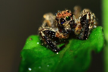 water drops on green leaf spider on the grass Closeup Eye Photo Short