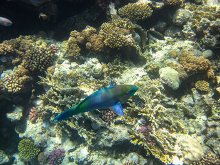 Colorful inhabitants of the coral reef of the Red Sea. Undersea world. Sea fish.