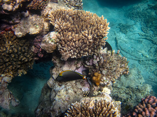 Colorful inhabitants of the coral reef of the Red Sea. Undersea world. Sea fish.