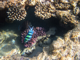 Colorful inhabitants of the coral reef of the Red Sea. Undersea world. Sea fish.