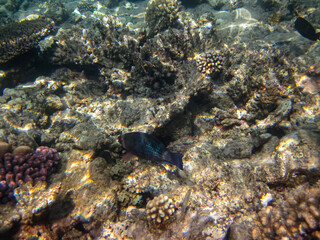 Colorful inhabitants of the coral reef of the Red Sea. Undersea world. Sea fish.