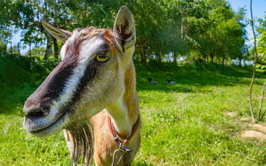 A funny friendly goat on the grassland background by sunny day | Zabawna przyjacielska koza na tle pastwiska w słoneczny dzień 