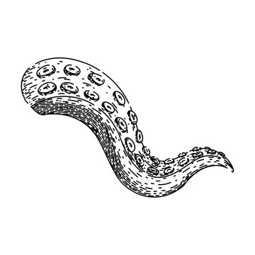 recommend clip art: monster octopus kraken tentacle hand drawn. squid sea, tattoo art, underwater fantasy monster octopus kraken tentacle vector sketch. isolated black illustration