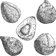 salak fuit set hand drawn. salacca fresh, skin top, sala tropical salak fuit vector sketch. isolated black illustration