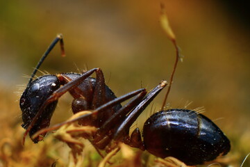 ant  Eye on the ground 