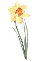 Yellow spring daffodil. Watercolor illustration, postcard.