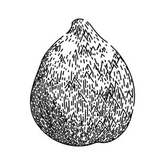 salacca salak fuit hand drawn. fresh skin, top sala, tropical exotic salacca salak fuit vector sketch. isolated black illustration