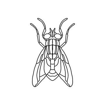 recommend clip art: fly insect outline icon.fly line art vector illustration. Doodle line graphic design. Black and white drawing insect.