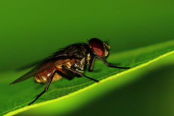close up of fly Eye 