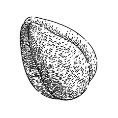 zalacca salak fuit hand drawn. snake salacca, fresh skin, top sala zalacca salak fuit vector sketch. isolated black illustration