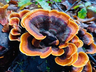 Orange versicolor . Coriolus versicolor and Polyporus versicolor mushroom