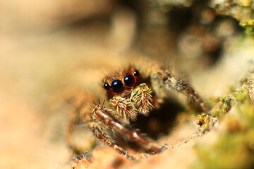 spider on a Eye