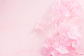 Fototapeta premium ピンクの花の背景