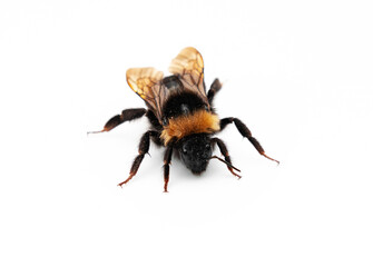 Hummel