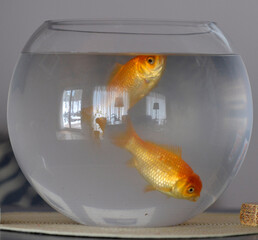 Goldfish and reflection