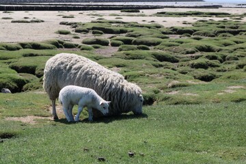 Schaf mit Lämmchen grasen am Wasser.