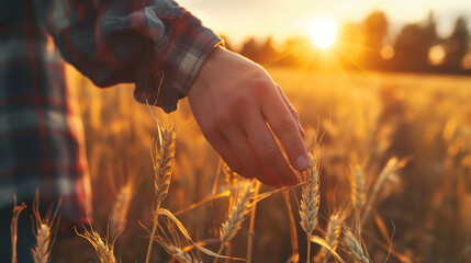A person in a plaid shirt is touching a golden wheat ear in a field. The sun is setting in the background	
