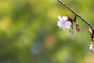 早春の桜が咲き始め　