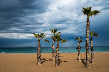 Palm trees in Campello beach Alicante, Spain, during a cloudy stormy Spring day