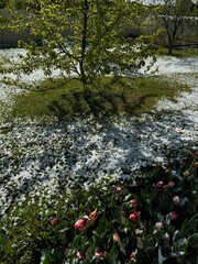 Snowfall in the garden in spring in May