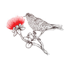 hand drawn lehua bird and flower sketch in engraving style Vector Illustration