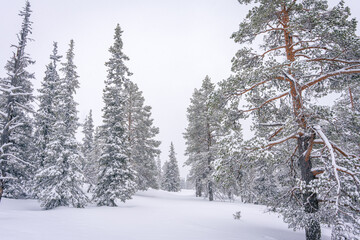 Snow-Covered Forest Lapland