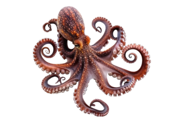 Octopus grip isolated on transparent background
