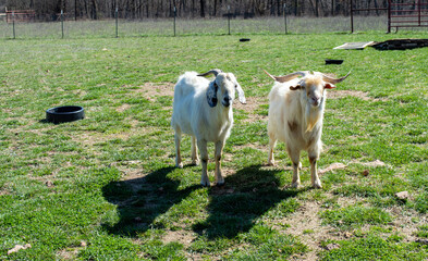 Two boy goats in Missouri