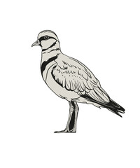 Fototapeta premium Lapwing