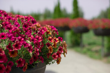 Bright and colorful petunia flowers arranged in long beds along park path.