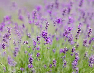 Naklejka premium Scenic view blooming lavender field, showcasing rows of purple flowers, travel and nature concept