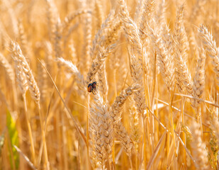 Close-up of golden wheat ears in field, symbolizing agriculture and natural resources.