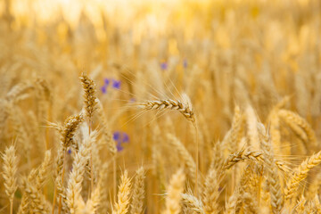Close-up of golden wheat ears in field, symbolizing agriculture and natural resources.