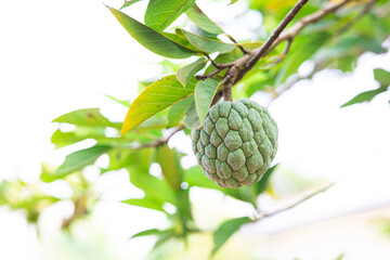 fresh green fruit of Annona squamosa, Sugar-apple, sweetsop, or custard apple,  fruit on the tree in Myanmar village. with a blurred background.