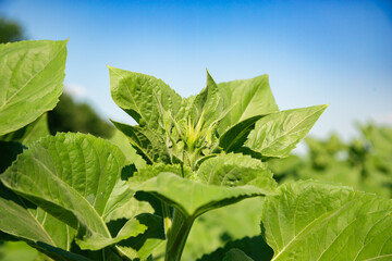 Green sunflower leaves against clear blue sky. Natural background concept for design and print