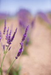 Scenic view blooming lavender field, showcasing rows of purple flowers, travel and nature concept