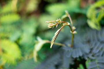 young shoots and green leaves of Senegalia rugata or Acacia Concinna (Willd).
Medicinal plants with sour taste. Myanmar people make soup curry, its young shoots are sour and delicious.