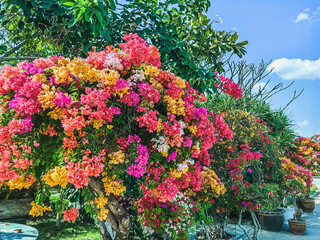 Colorful of Bougainvillea spectabilis (great bougainvillea) flowers. The beautiful multicolored of...