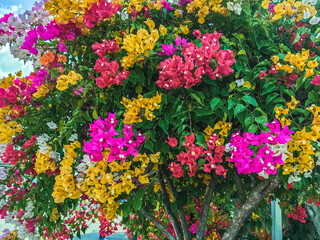Colorful of Bougainvillea spectabilis (great bougainvillea) flowers. The beautiful multicolored of...