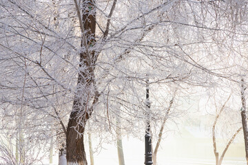 Frost tree branches, rime ice snow forest, fog and sun rays. Winter rural landscape