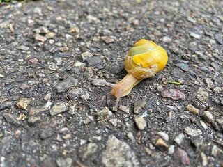 snail on the stone ground
